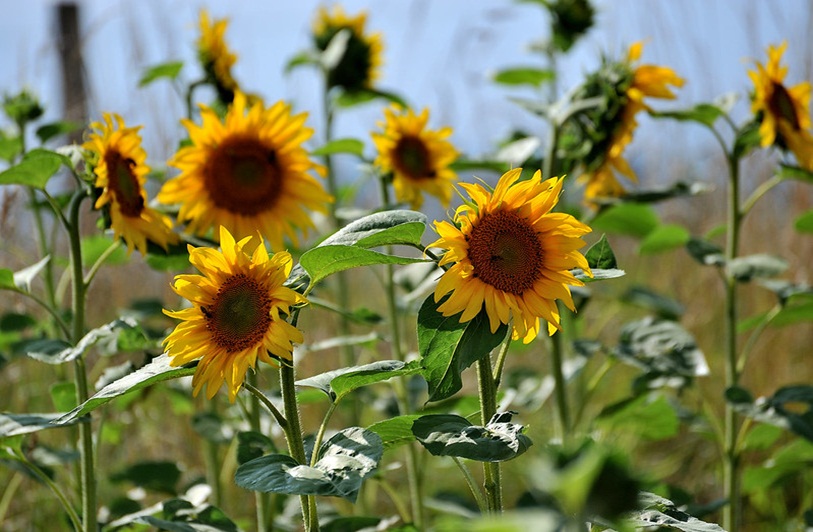 Suncokreti-sunflowers - Page 14 51363511