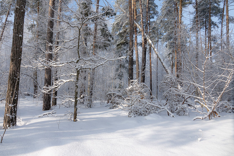 Zimski pejzaži-Winter landscapes - Page 20 53480011
