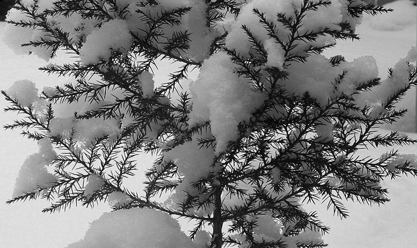 Zimski pejzaži-Winter landscapes - Page 16 Evergr10