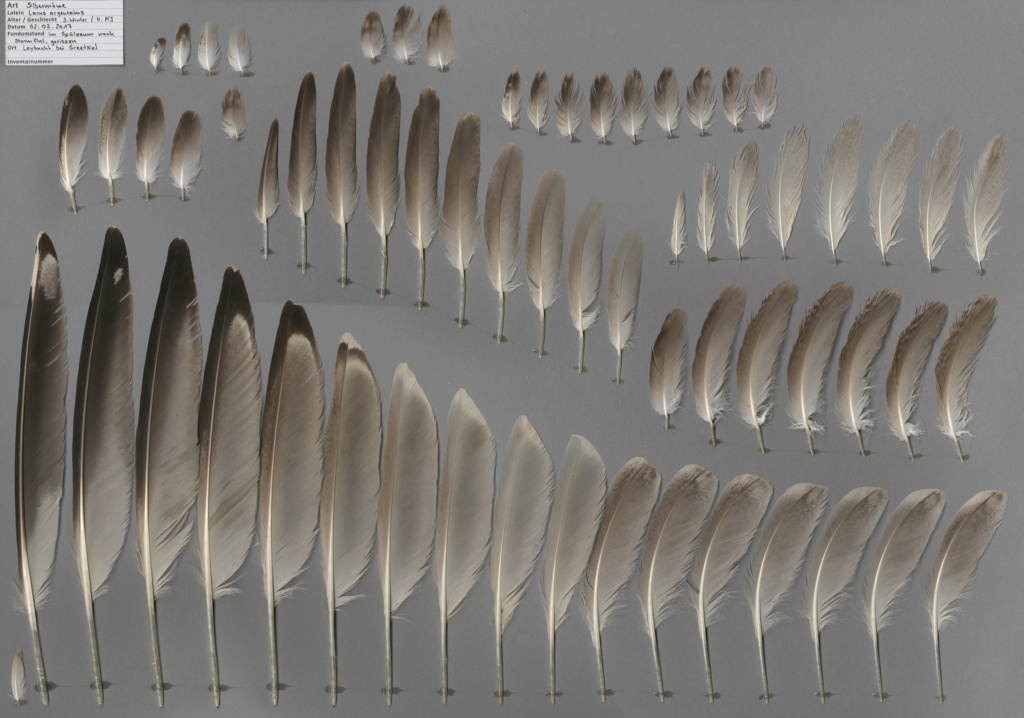 Plumes inconnues je compte sur vous 410