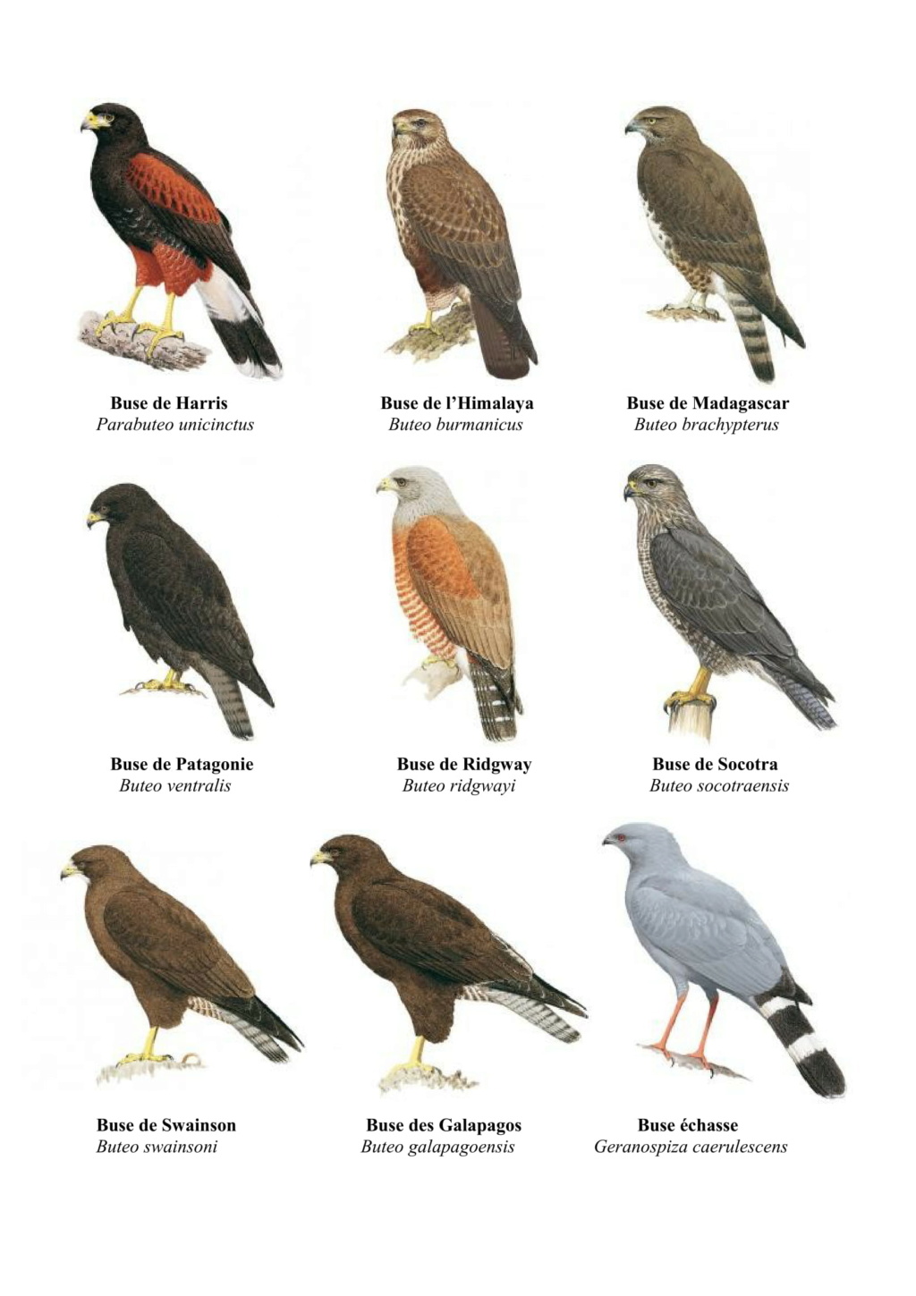 Accipitriformes