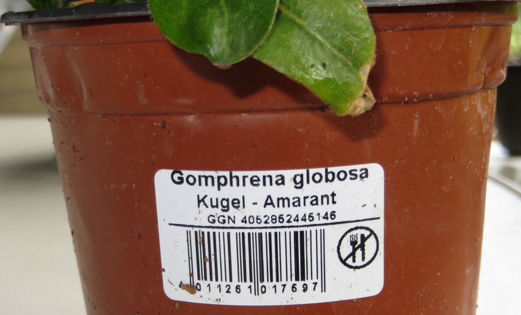 Fuchsschwanzgewächse - Kugelamarant / Gomphrena globosa Gomphr11