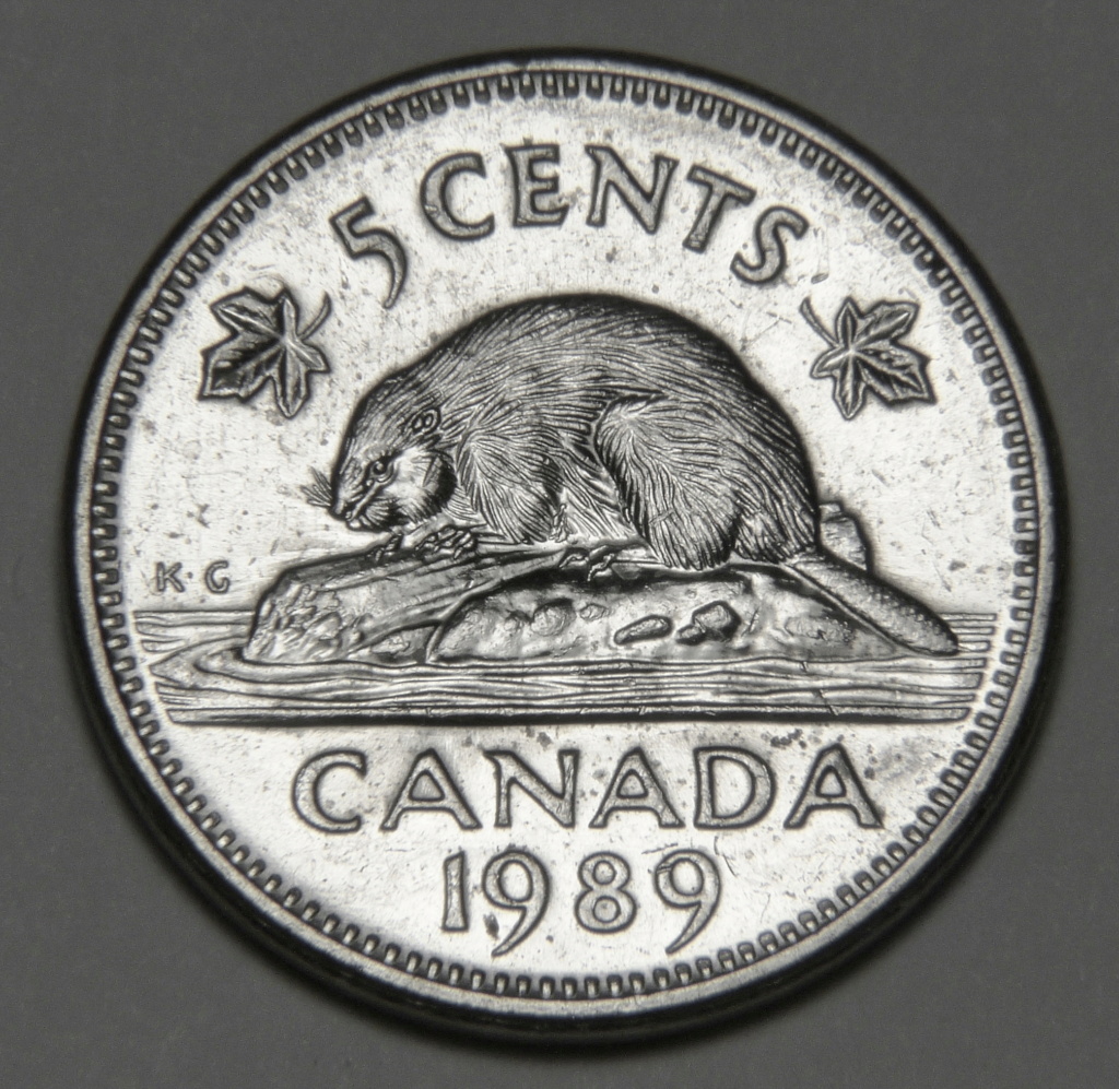 1989 - Éclat de coin sur ventre du castor (Die chip on beaver's belly) P1290917