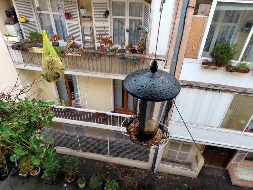 Nourrissage des oiseaux de mon quartier en hiver. 5_mes_12