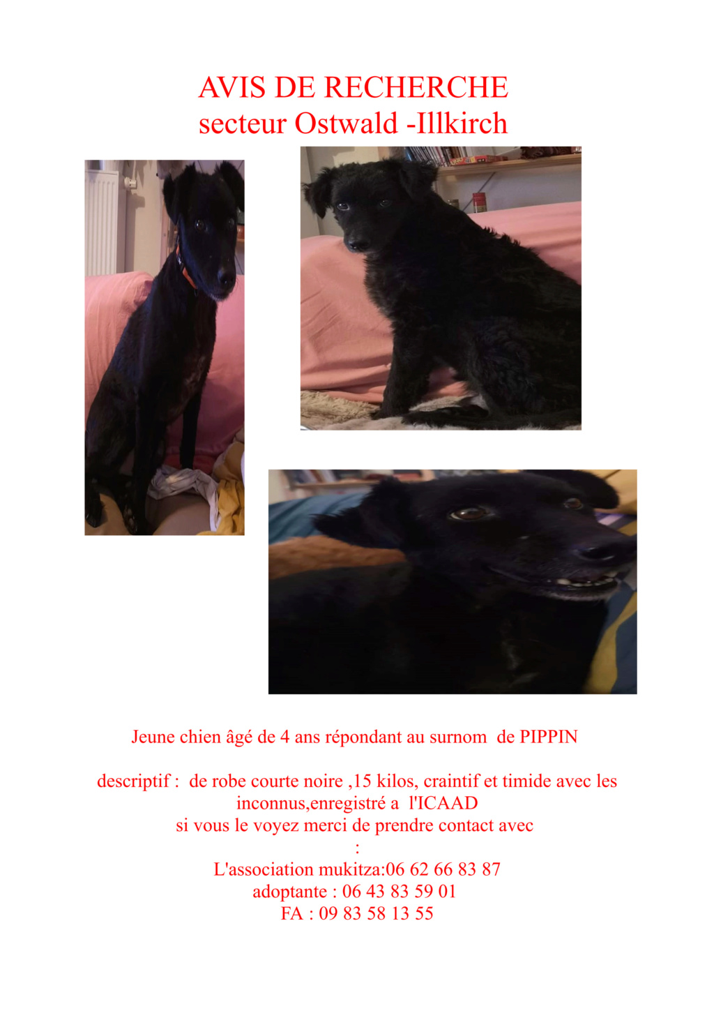 PIPPIN, né 2015, 15 kg, un joyeux timide (BELLA) - en cours adoption par Maïwenn (depart67) - Page 5 Pippin10