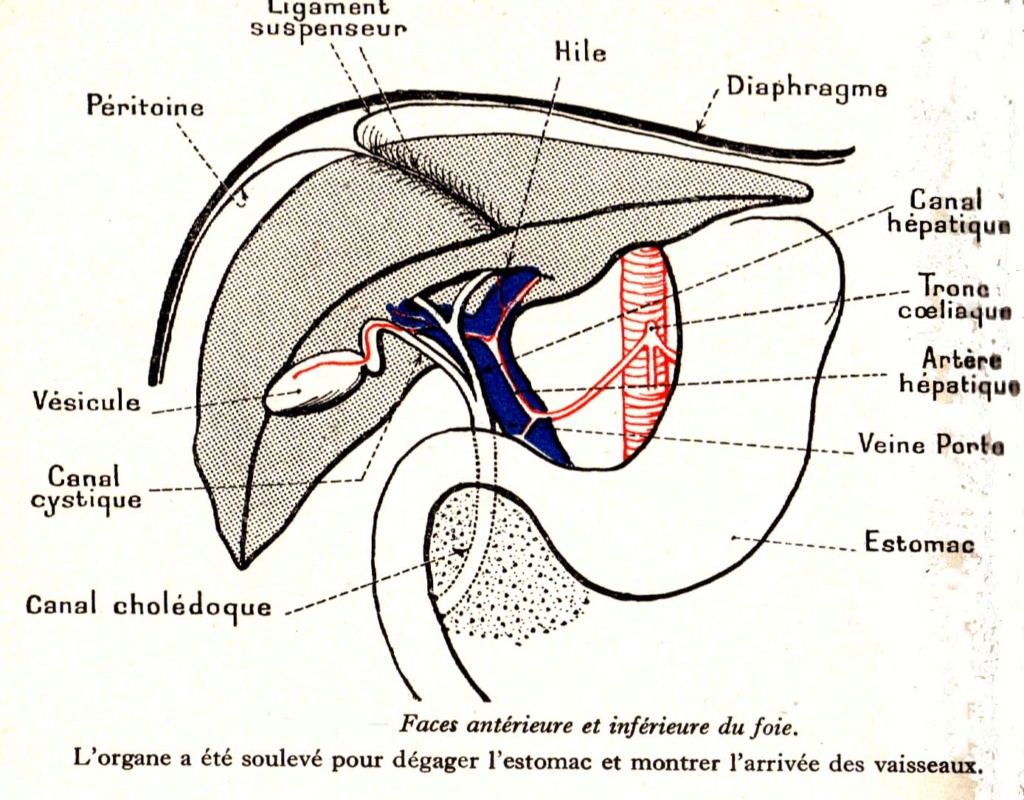 ligament suspenseur du foie 0941f610