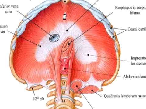Piliers principaux diaphragme  Anatom10