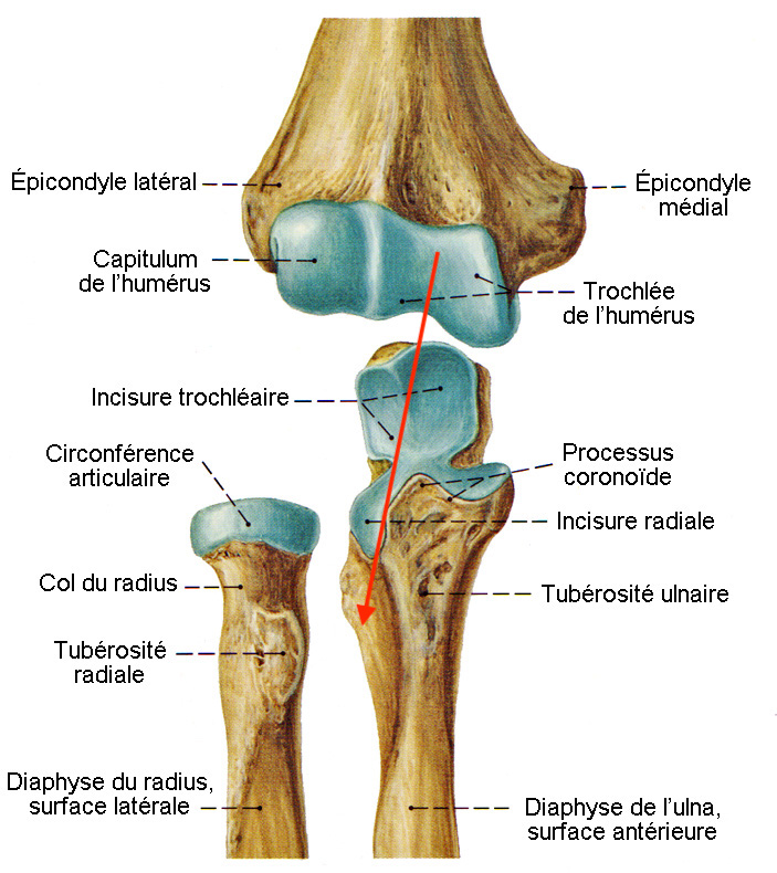 Orientation de la trochée - humérus Articu10
