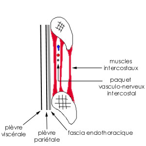 Insertion du muscle intercostal intime + rapport, Mr. Ficheux  Interc10
