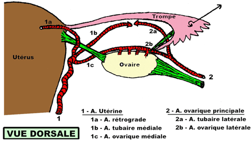 Ligament funiculaire Ovaire10