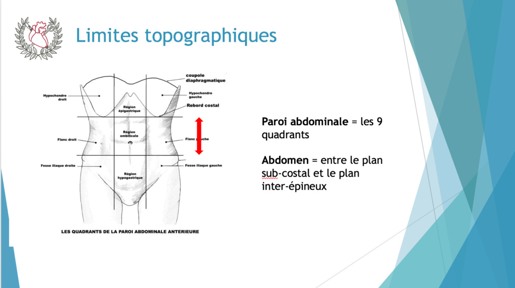 paroi abdomen Paroi_10