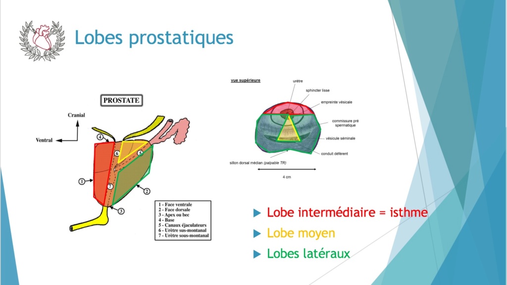 QCM Spé Med : Plusieurs questions Prosta10