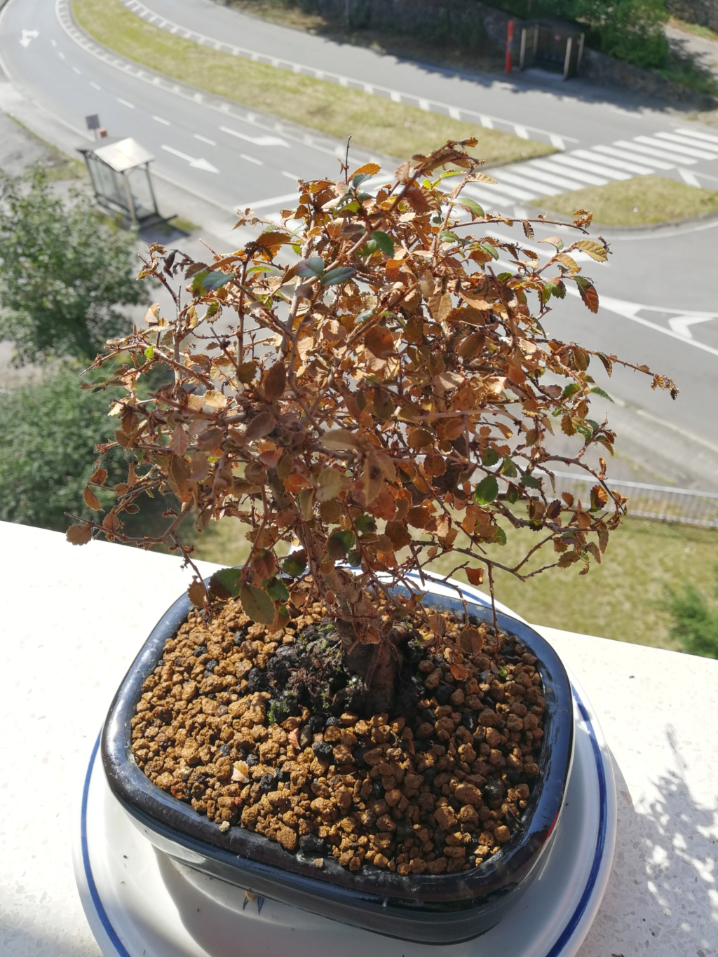 Tengo problemas con mi bonsai Img_2010