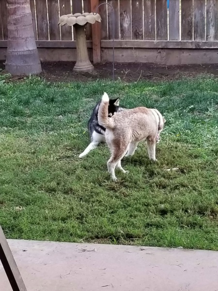 What kind of coat does my husky have? (Woolly, or plush) 20181119