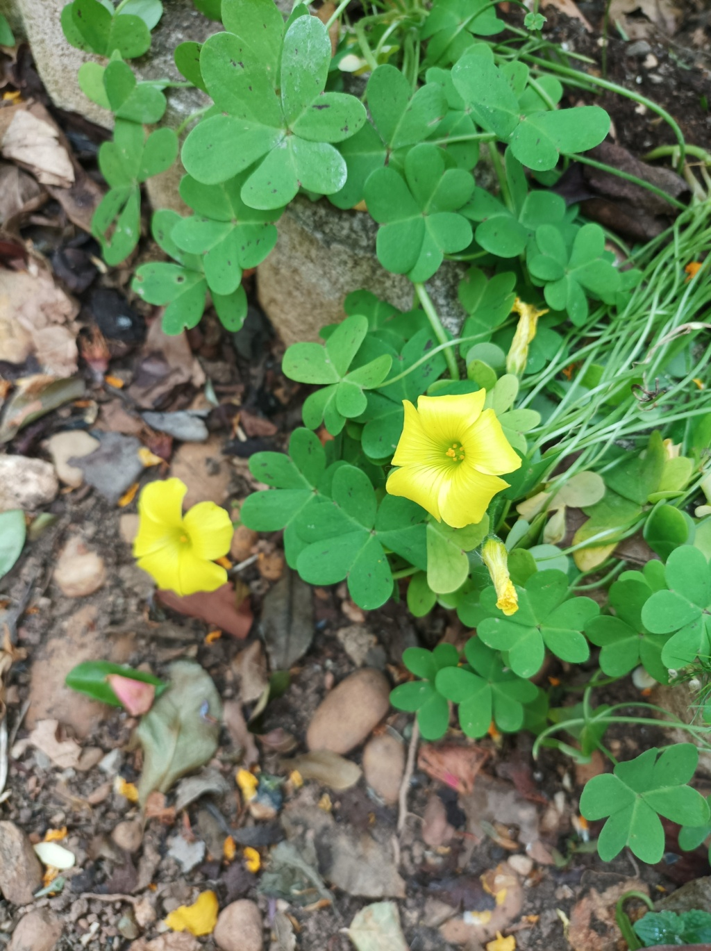 Oxalis 16814910