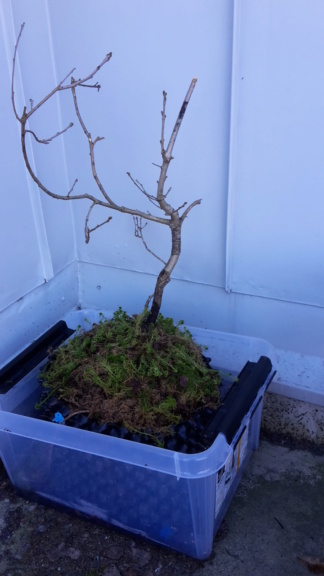 My first tree, Oak (Quercustomers Robur) 20200310