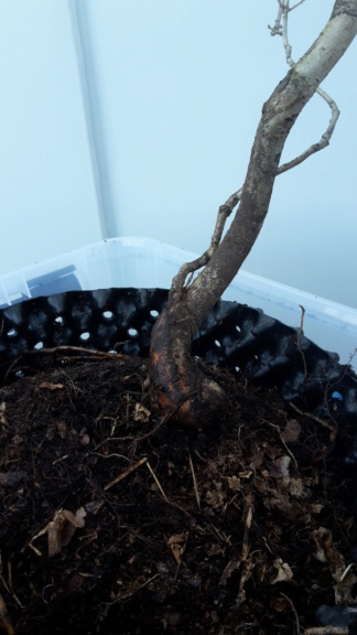 My first tree, Oak (Quercustomers Robur) 20200311