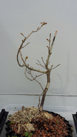 My first tree, Oak (Quercustomers Robur) 20200511