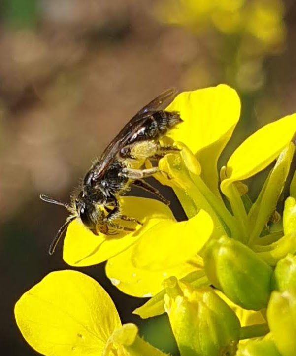 andrena - [Andrena] abeille sauvage bis, 8-10 mm plus grise, très vive Abeill12