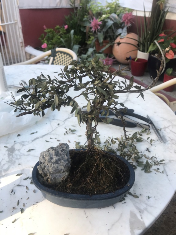 ILEX CRENATA  4773d810