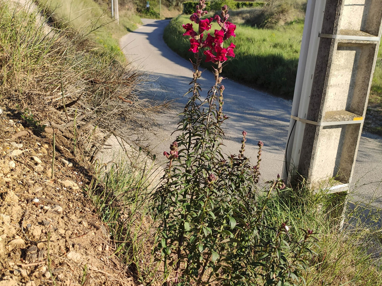 Antirrhinum majus- Mufliers  - Horticoles  Image111