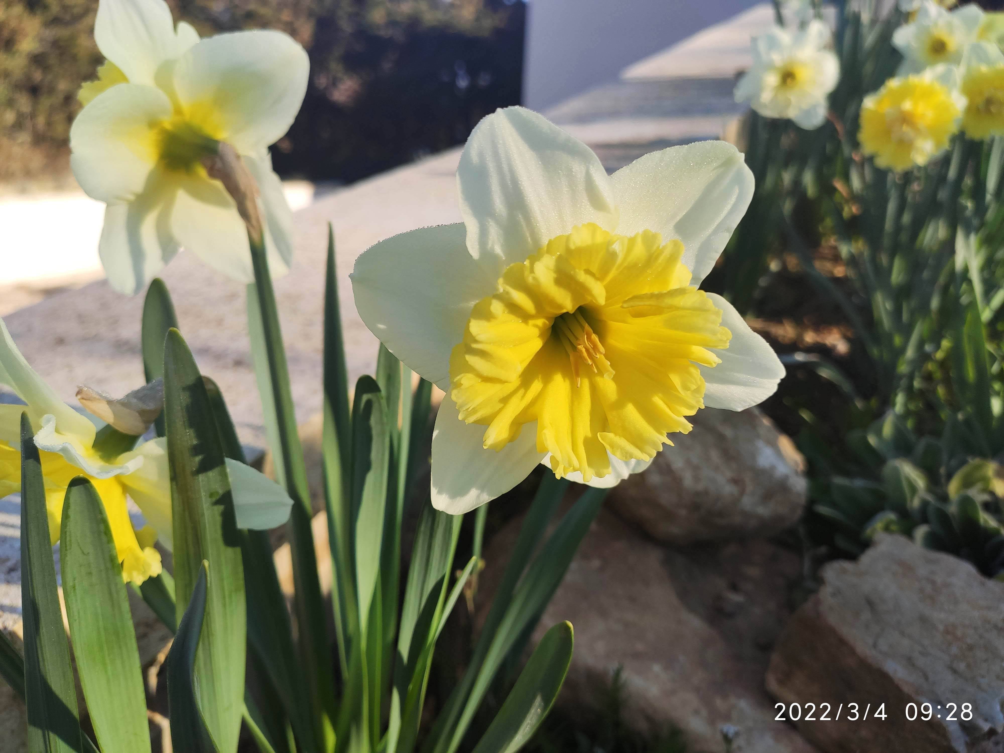 Vent de printemps au jardin Img_2086