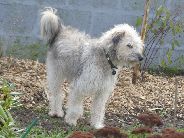 SCARLETT (ex ANGHARAD) - chiot femelle, typée labrit, de taille petite à moyenne à l'âge adulte - née environ en mai 2021 - REMEMBER ME LAND - Adoptée par Anne (Belgique)  - Page 3 P1150922