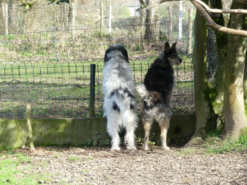 DEREK (ex GAROU)  !! + de 5 ans de box !! mâle de grande taille, né environ octobre 2016 - (Pascani) REMEMBER ME LAND - Adopté par ANNE (4920 - BELGIQUE) - Page 17 P1170010