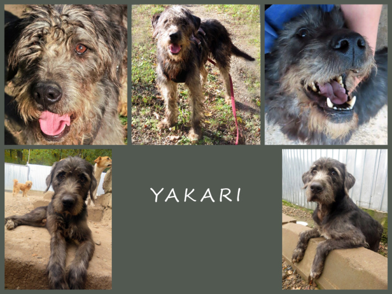 YAKARI - mâle, de taille moyenne - né environ en novembre 2015 - REMEMBER ME LAND - Adopté par Marlene (56)  - Page 2 Yakari10