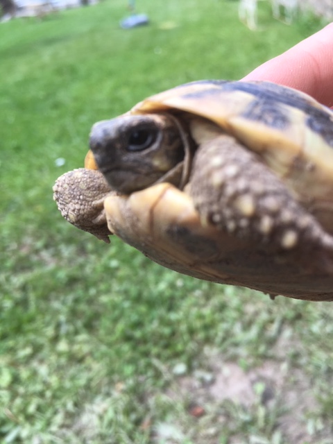 identification d'une jeune tortue Img_1310