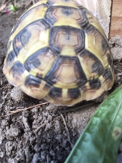 identification d'une jeune tortue Img_1311