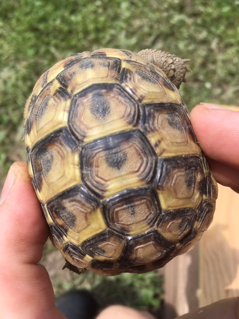 identification d'une jeune tortue Img_1314