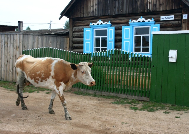 Photos de voyage sur le thème de la vache 03_fdv11