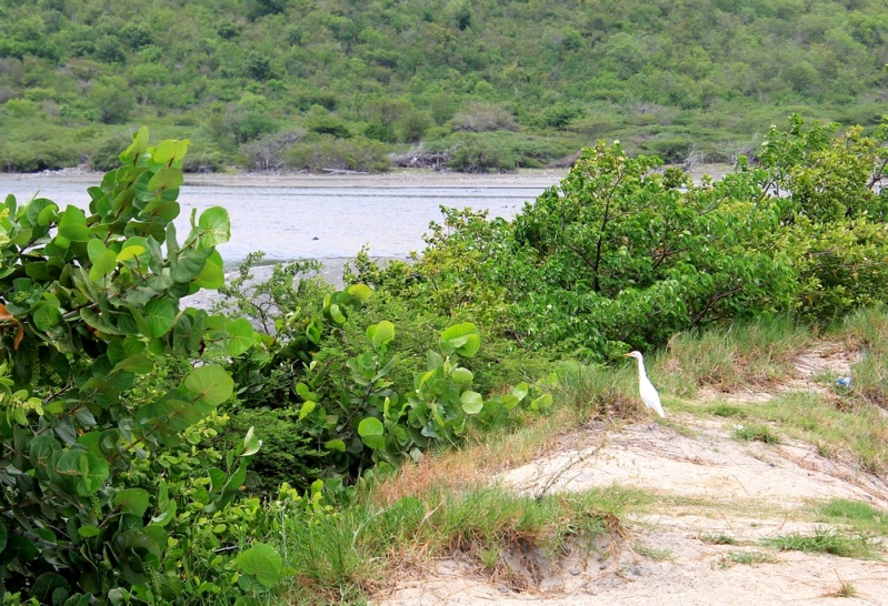 CARAÏBES : Dix des plus belles plages de l’île de SAINT-MARTIN  44_fb_10