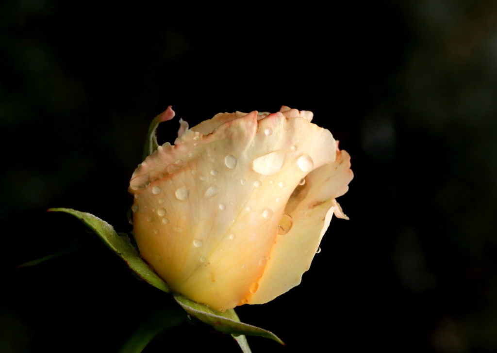 [Macro_et_Proxy]  ☞ La rose La_ros13