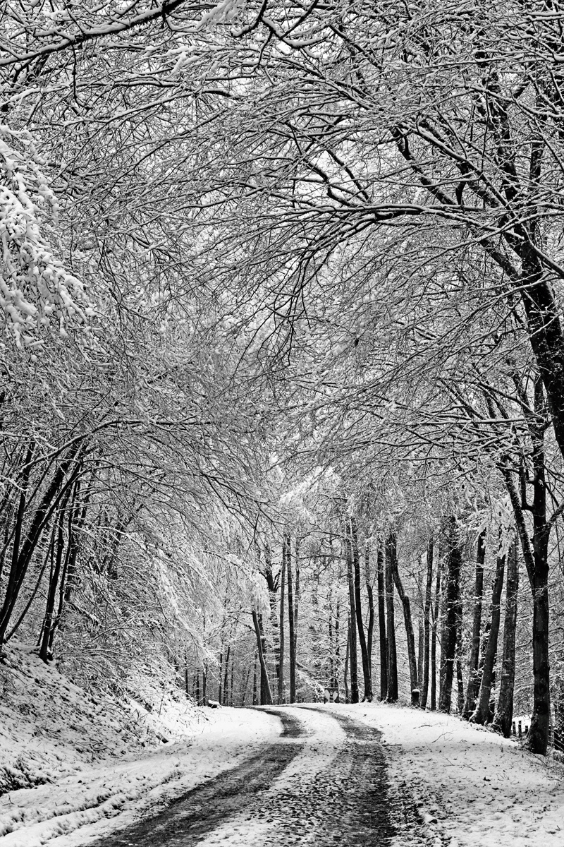 [Paysages]  ☞ La forêt enneigée Neige_10