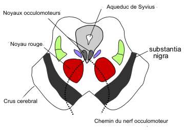 pédoncule cérébrale  Noyaux10