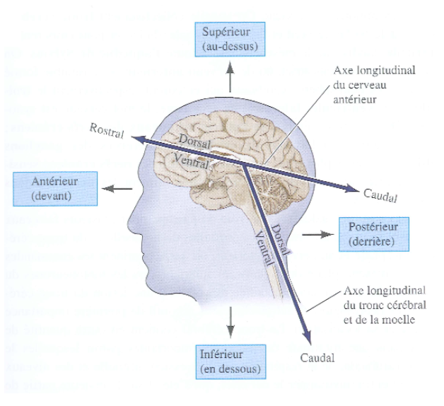 DS neuro Q13 Screen12