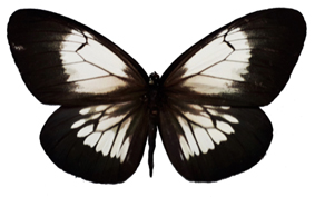Lepidoptère Papill10