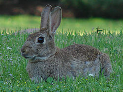 ¿Por qué mi conejo orina blanco 250px-10