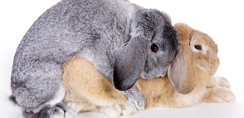 ¿Cómo se reproducen los conejos? Aparea10