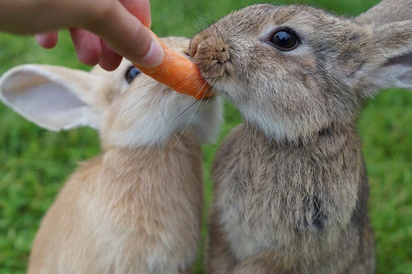 ¿Cómo limpiar las orejas a un conejo? Frutas10