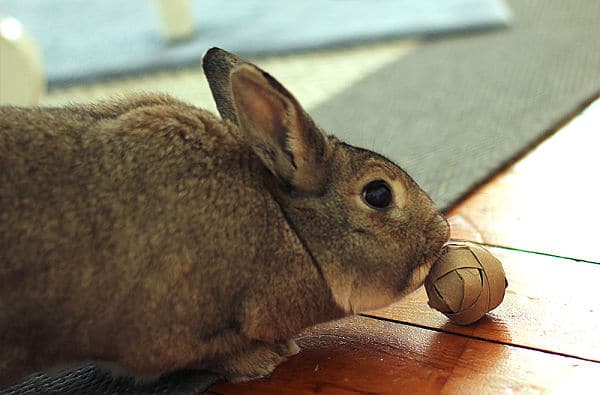 ¿Los conejos tienen memoria? Juguet10
