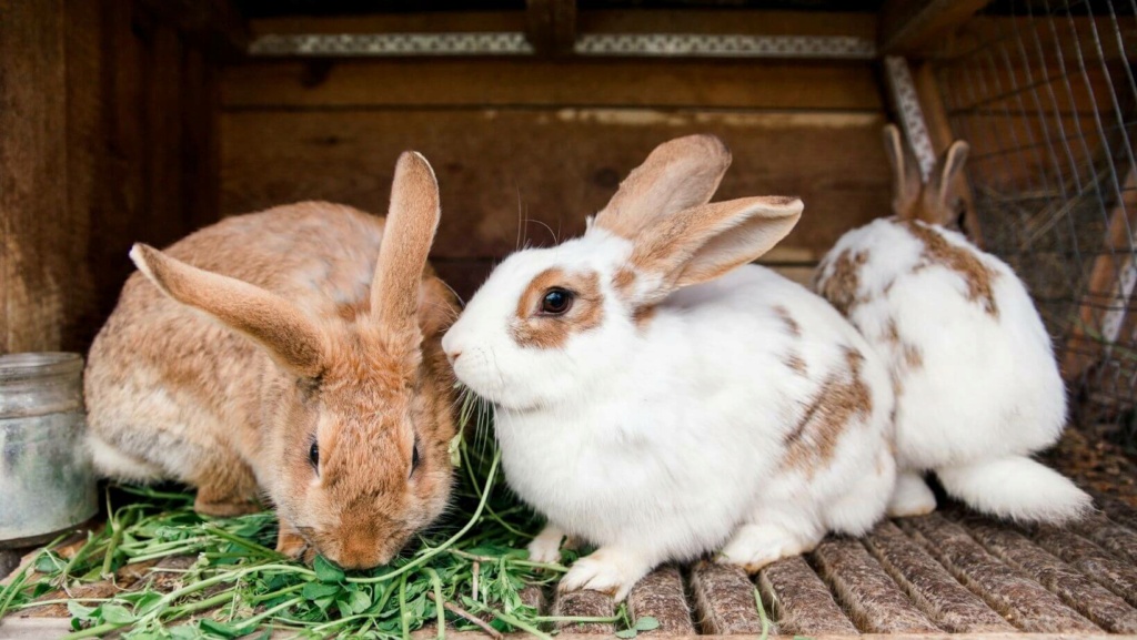 ¿Cómo se reproducen los conejos? Razas-10