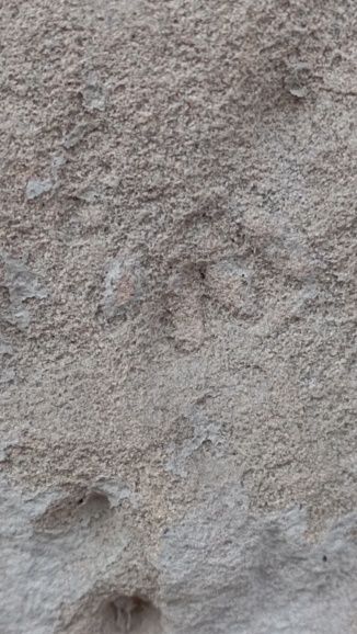 Restos fósiles en el gres de Piedra de Montjuic 17040211