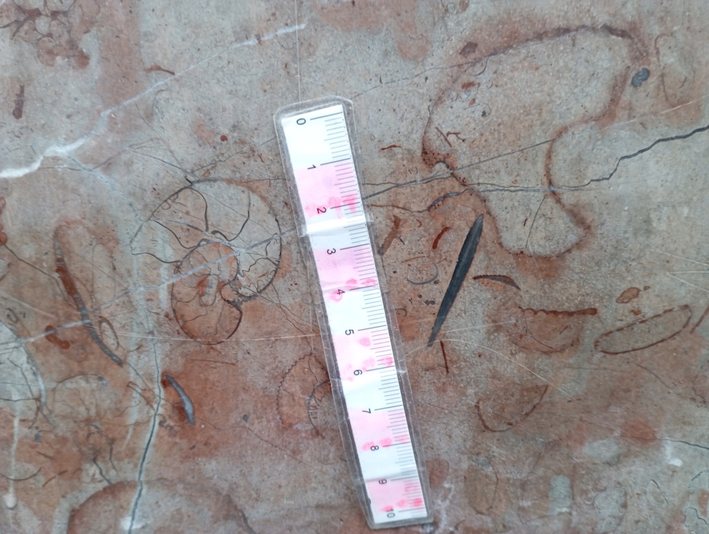 fosiles urbanos - Más ammonites urbanos Img_2056