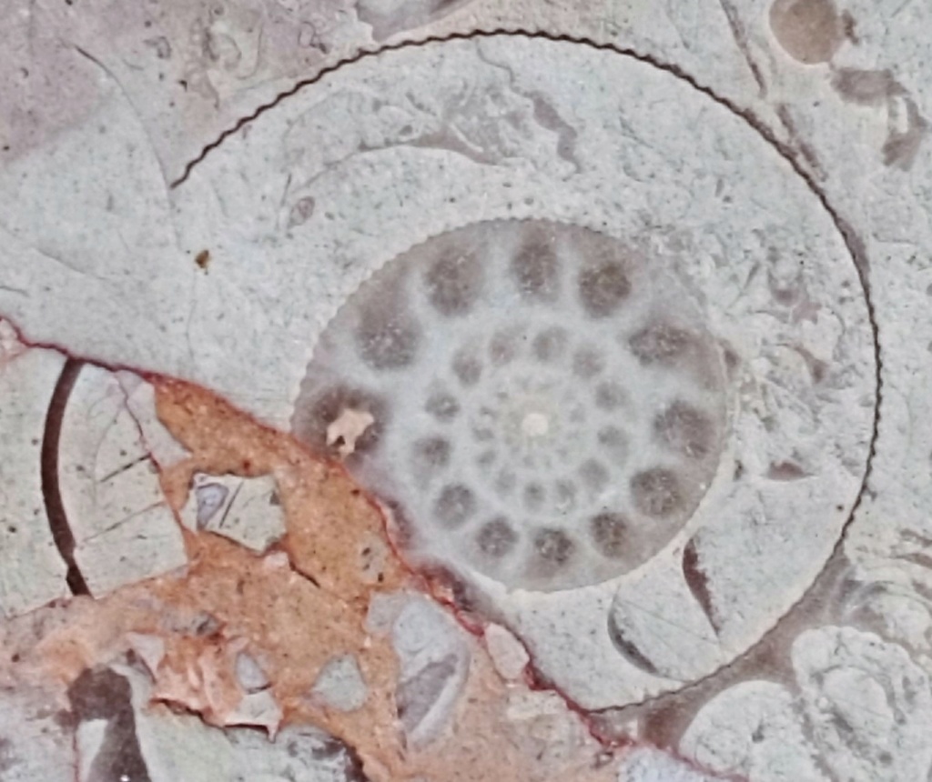 Ammonites por Barcelona Img_2062