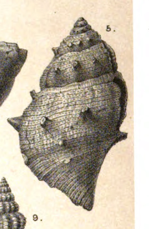  Bursidae Bufonaria - Discussion sur le genre, ses espèces 1883_n10