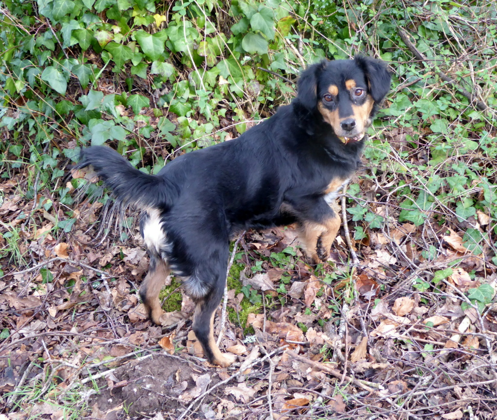 MALINKA (ex SELIKA) - Femelle croisée de petite taille - Née environ en 2020 - Adoptée par Maryse en France (département 29) P1080910