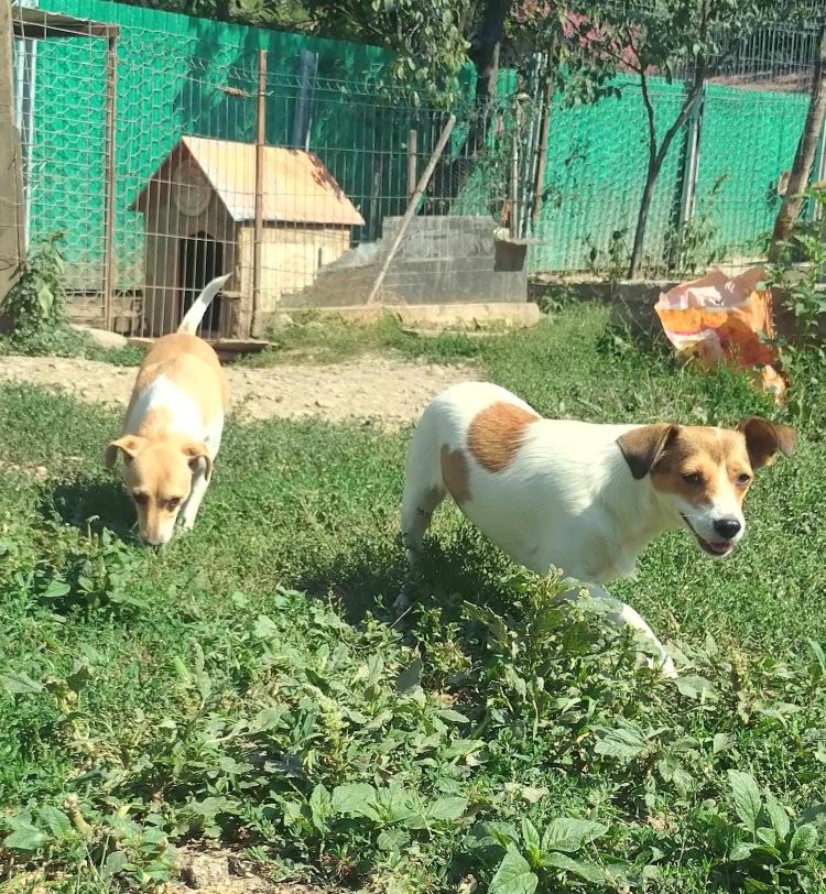 CAJOU - Femelle typée Jack Russel de petite taille (10 kg) - Née environ en 2022 - Refuge de Monica 12f99d10